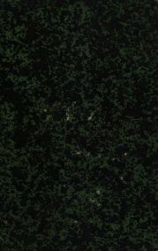 Александр Данилович Меньщиков