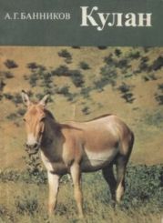 Кулан